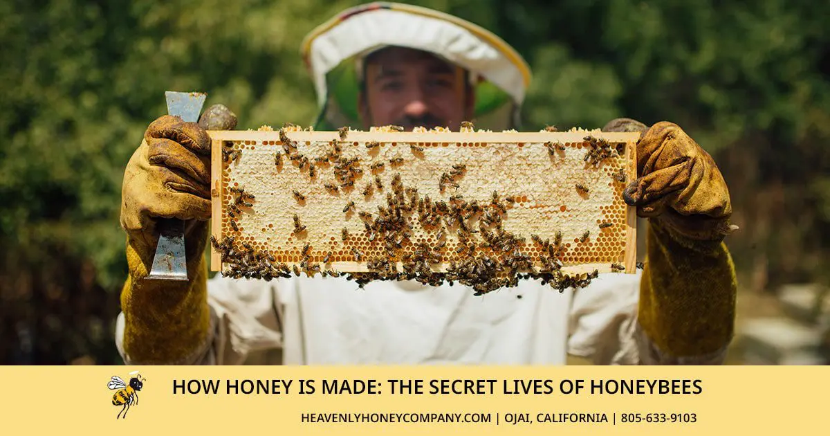 how honey is made the secret lives of honeybees social