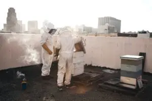 urban beekeeping