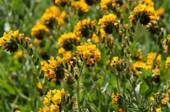 California Fiddleneck Flower Honey | Heavenly Honey