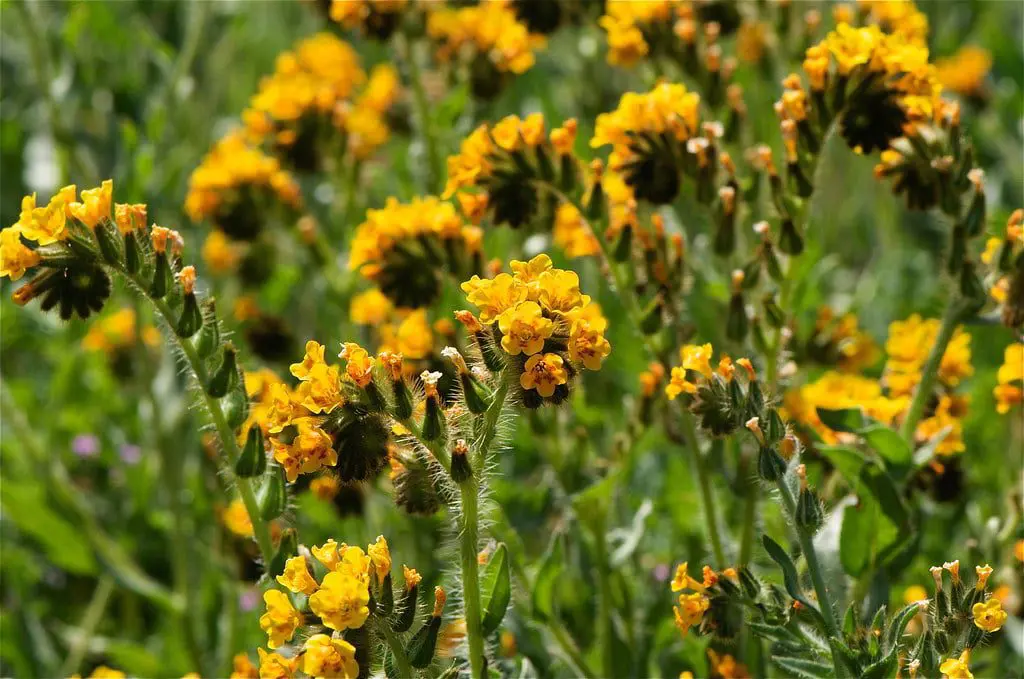 fiddleneck-flower-califronia-high-desert