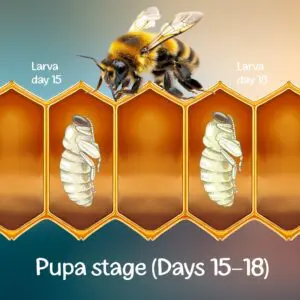 honey bee pupa stage