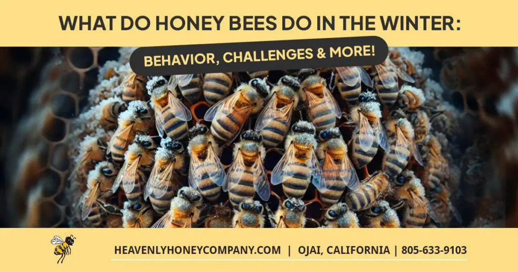 what do honey bees do in the winter