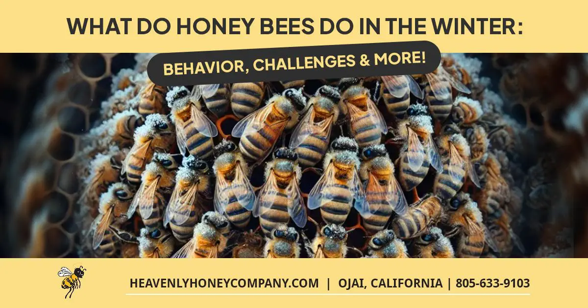 what do honey bees do in the winter
