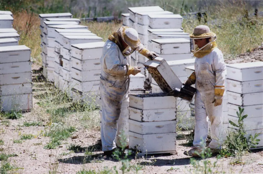 heavenly-honey-company-of-ojai-beekeeping