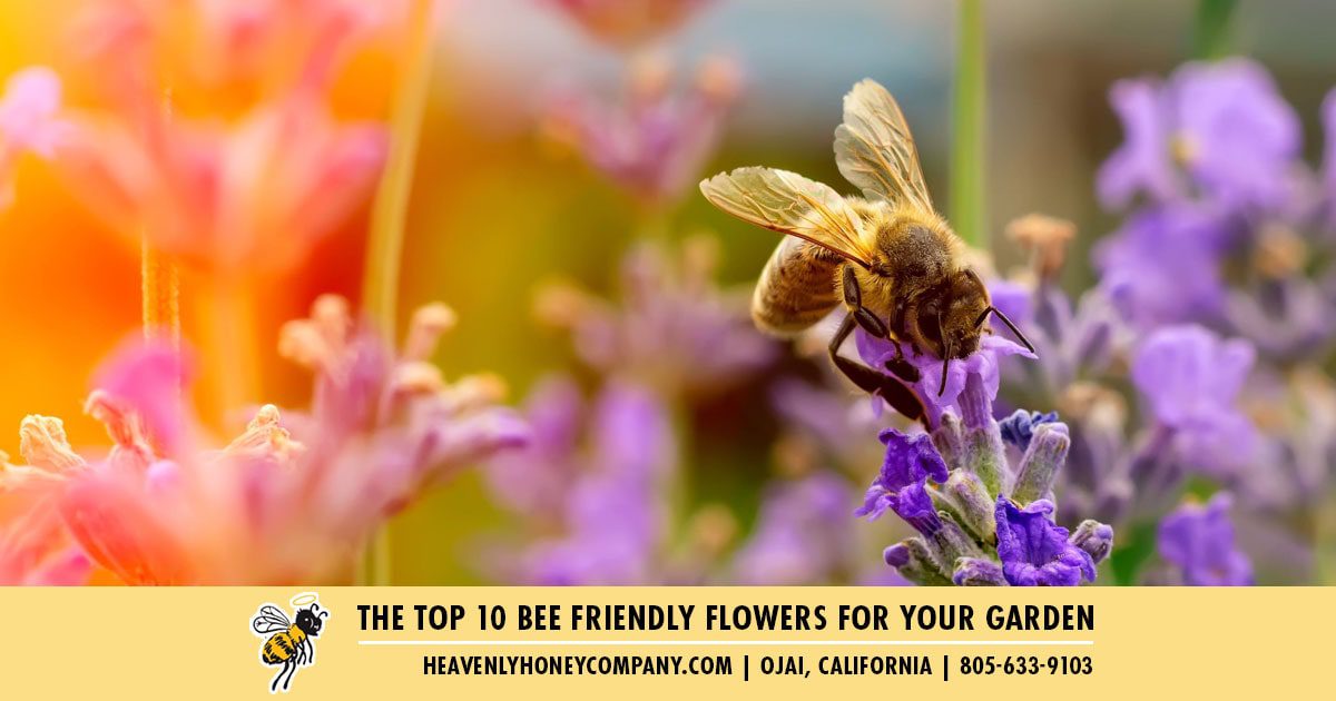 The Top 10 Bee Friendly Flowers For Your Garden | HHC