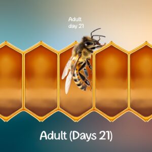 honey bee adult stage