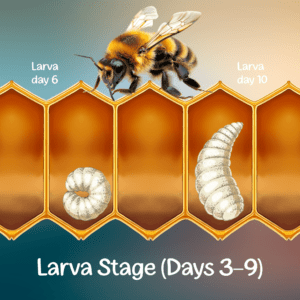 honey bee larva stage