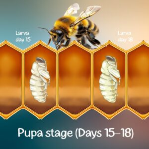 honey bee pupa stage
