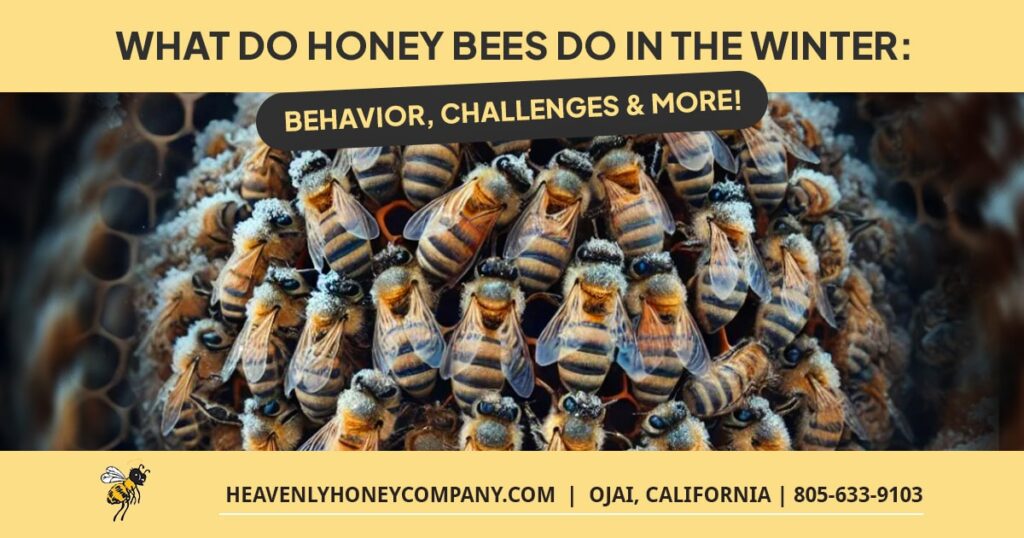 what do honey bees do in the winter